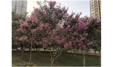 夏秋季節(jié)，錫城首次驚現(xiàn)紫薇花開美景